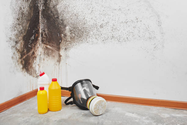 Best Mold Removal Near Me  in Pascoag, RI