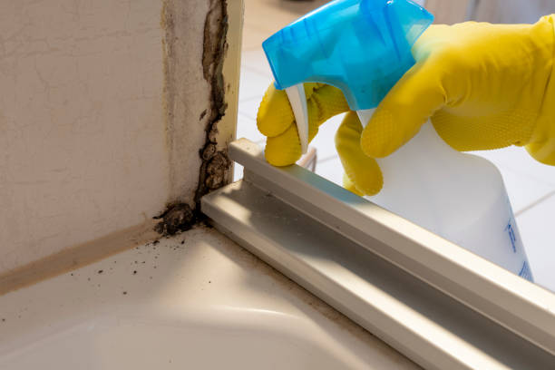 Best Affordable Mold Removal  in Pascoag, RI
