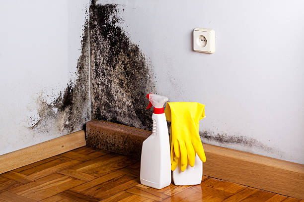 Mold Removal Process in Pascoag, RI